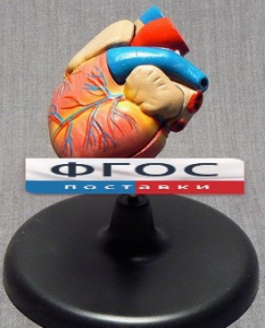 Модель "Сердце" (лабораторная) - fgospostavki.ru - Киров