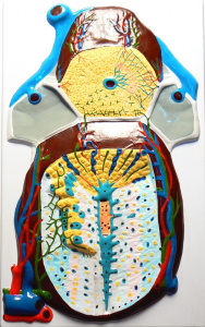 Модель барельефная "Долька печени" (макро-микростроение) - fgospostavki.ru - Киров