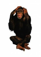 Комплект карточек "Запоминай, играй, считай" - Дикие животные - fgospostavki.ru - Киров