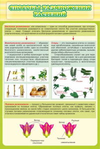 Стенд "Способы размножения растений" - fgospostavki.ru - Киров