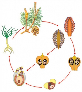 Модель-аппликация Размножение сосны - fgospostavki.ru - Киров