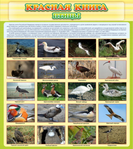 Стенд "Красная книга - птицы" - fgospostavki.ru - Киров