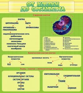 Стенд "От клетки до организма" - fgospostavki.ru - Киров