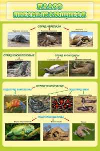 Стенд "Класс пресмыкающиеся" - fgospostavki.ru - Киров