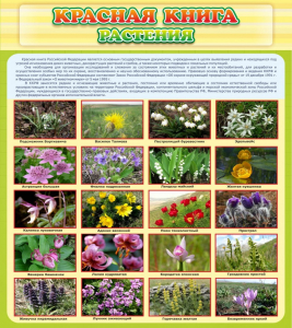 Стенд "Красная книга - растения" - fgospostavki.ru - Киров