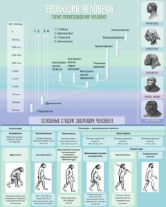 Стенд "Эволюция человека" Вариант 1 - fgospostavki.ru - Киров