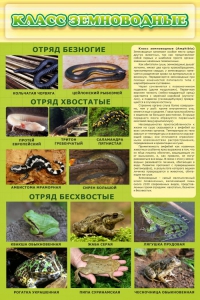 Стенд "Класс земноводные" - fgospostavki.ru - Киров