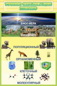 Стенд "Уровни организации живого" - fgospostavki.ru - Киров