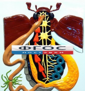 Модель барельефная "Внутреннее строение жука" - fgospostavki.ru - Киров