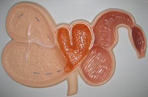 Модель барельефная "Желудок жвачного животного" - fgospostavki.ru - Киров