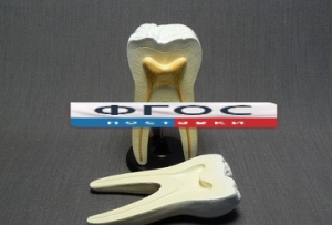 Модель "Строение зуба" - fgospostavki.ru - Киров