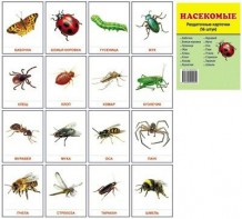 Раздаточные карточки "Насекомые" - fgospostavki.ru - Киров