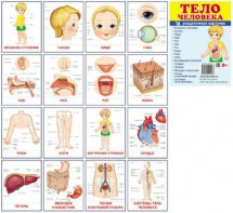 Раздаточные карточки "Тело человека" - fgospostavki.ru - Киров