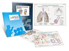 Комплект кодотранспарантов "Человек и его здоровье. Дыхание" - fgospostavki.ru - Киров