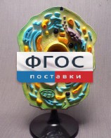Модель "Клетка растения" - fgospostavki.ru - Киров