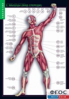 Комплект таблиц. Биология. Строение тела человека. - fgospostavki.ru - Киров