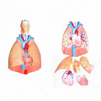 Модель "Система органов дыхания" - fgospostavki.ru - Киров