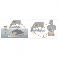 Модель-аппликация Цикл развития бычьего цепня и печеночного сосальщика - fgospostavki.ru - Киров