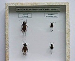 Коллекция энтомологическая "Половой диморфизм" - fgospostavki.ru - Киров