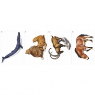 Модель-аппликация Многообразие хордовых. Млекопитающие - fgospostavki.ru - Киров