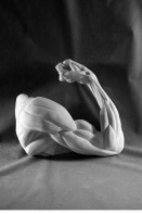 Рука согнутая в локте (гипс) - fgospostavki.ru - Киров