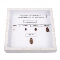 Коллекция "Развитие насекомых с неполным превращением" - fgospostavki.ru - Киров