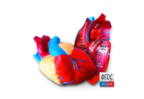 Модель сердца человека (анатомическая) - fgospostavki.ru - Киров