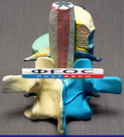 Модель "Части позвоночника человека" - fgospostavki.ru - Киров