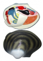 Модель "Беззубка" (двустворчатый моллюск) - fgospostavki.ru - Киров