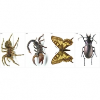 Модель-аппликация Многообразие беспозвоночных - fgospostavki.ru - Киров