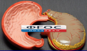 Модель "Желудок" - fgospostavki.ru - Киров