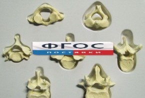 Модель "Позвонки" (из 7 штук) - fgospostavki.ru - Киров