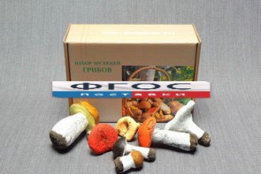 Набор муляжей грибов - fgospostavki.ru - Киров