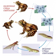 Модель-аппликация Цикл развития лягушки - fgospostavki.ru - Киров