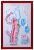 Барельефная модель "Строение гидры" - fgospostavki.ru - Киров