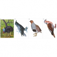 Модель-аппликация Многообразие хордовых. Птицы  - fgospostavki.ru - Киров