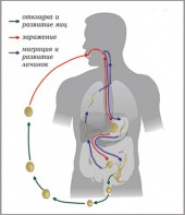 Модель-аппликация Цикл развития аскариды - fgospostavki.ru - Киров