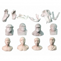 Набор моделей палеонтологических находок "Происхождение человека"	 - fgospostavki.ru - Киров