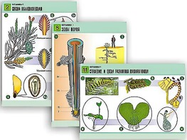 Комплект таблиц по биологии демонстрационных "Ботаника 1" (12 таблиц, формат А1, ламинированные) - fgospostavki.ru - Киров