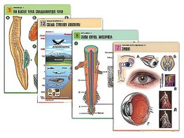 Комплект таблиц по всему курсу биологии (120 штук, формат А1, полноцветные, ламинированные) - fgospostavki.ru - Киров