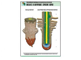 Рельефная таблица "Внешнее и внутреннее строение корня" (формат А1, матовое ламинирование) - fgospostavki.ru - Киров