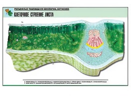 Рельефная таблица "Клеточное строение листа" (формат А1, матовое ламинирование) - fgospostavki.ru - Киров