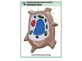 Рельефная таблица "Растительная клетка" (формат А1, матовое ламинирование) - fgospostavki.ru - Киров