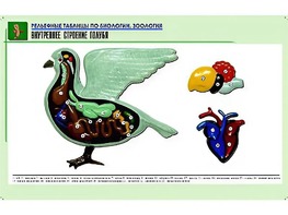 Рельефная таблица "Внутреннее строение голубя" (формат А1, матовое ламинирование) - fgospostavki.ru - Киров