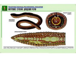 Рельефная таблица "Внутреннее строение дождевого червя" (формат А1, матовое ламинирование) - fgospostavki.ru - Киров