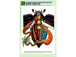 Рельефная таблица "Внутреннее строение жука" (формат А1, матовое ламинирование) - fgospostavki.ru - Киров