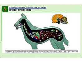 Рельефная таблица "Внутреннее строение собаки" (формат А1, матовое ламинирование) - fgospostavki.ru - Киров