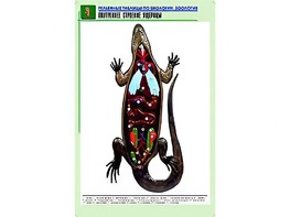 Рельефная таблица "Внутреннее строение ящерицы" (формат А1, матовое ламинирование) - fgospostavki.ru - Киров