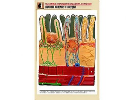 Рельефная таблица "Ворсинка кишечная с сосудом" (формат А1, матовое ламинирование) - fgospostavki.ru - Киров