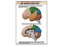 Рельефная таблица "Доли полушарий головного мозга" (формат А1, матовое ламинирование) - fgospostavki.ru - Киров